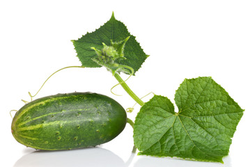 green cucumber with leaves isolated on white