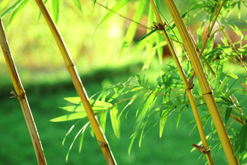 bamboo