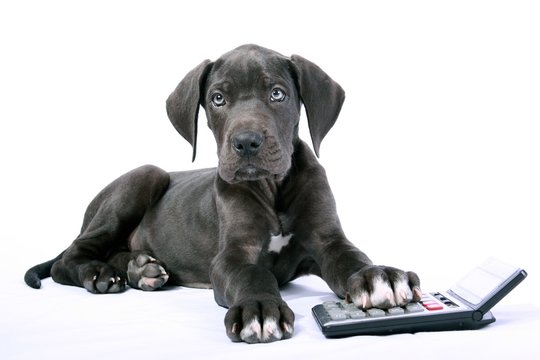 Deutsche Dogge Welpe mit Taschenrechner