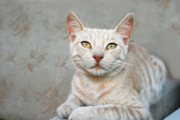 Fototapeta na wymiar Tawny cat