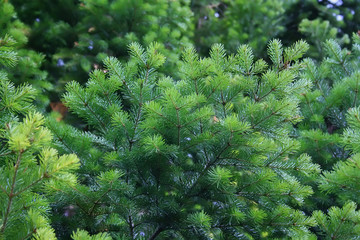 Fir-tree