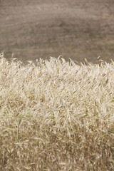 Wheat