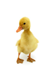 Duckling young baby duck
