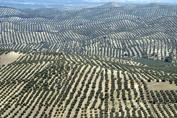 Vista a&eacute;rea de un olivar andaluz 39
