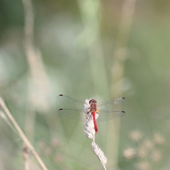 Libellule rouge