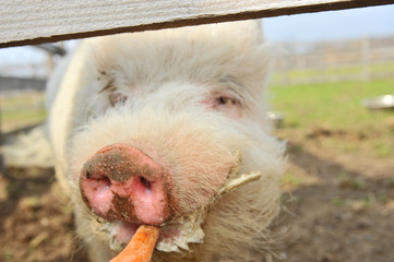 Schwein knabbert