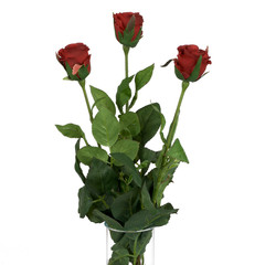 Red roses