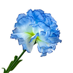 Blue flower