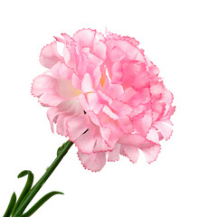 Pink flower