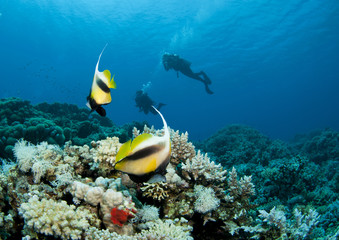 Obraz na płótnie Canvas Scuba Diver silhouetted with bannerfish