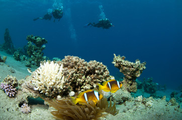 Fototapeta na wymiar scuba diver with enemone fish