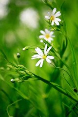 beautiful white flowers