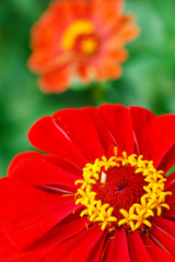 beautiful zinnia