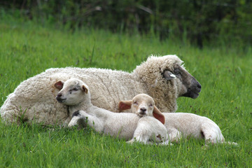 L&auml;mmer mit ihrer Mutter