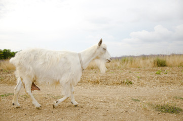 Fototapeta premium goat