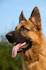german sheepdog portrait