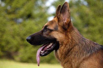 german sheepdog portrait