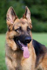 german sheepdog portrait