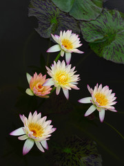 Lotus Flowers On Water - 24899908