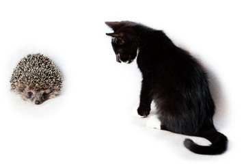Kitten and hedgehog.