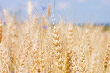 Ripe rye against the blue sky