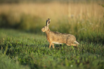 Obraz premium Feldhase fluchtbereit