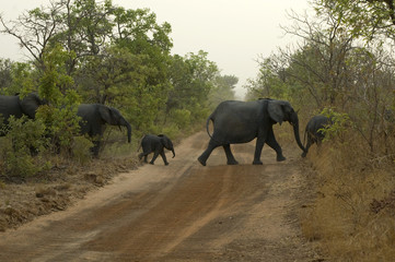 Fototapeta na wymiar Rodzina słoni przekraczających utwór