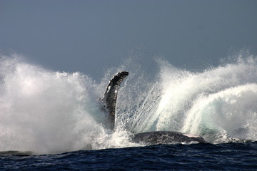 Humpback splash © Brett Atkins