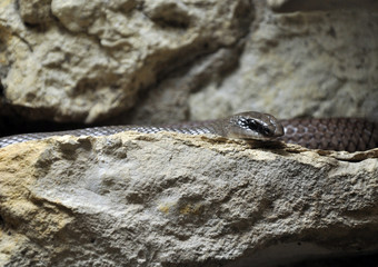 snake in rocks