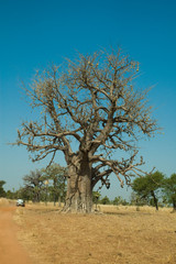 Baobab d'Afrique