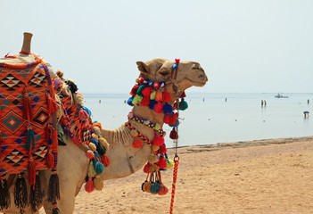 Camel on the beach of Sharm el Sheikh
