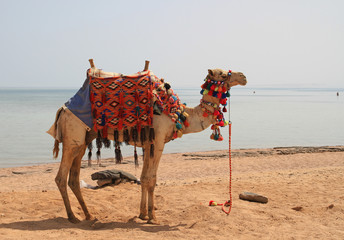 Camel on the african beach