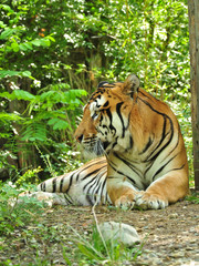 tigre sguardo laterale