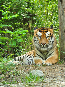 Fototapeta tigre sguardo