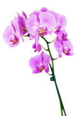 Fototapeta na wymiar Beauty Orchid
