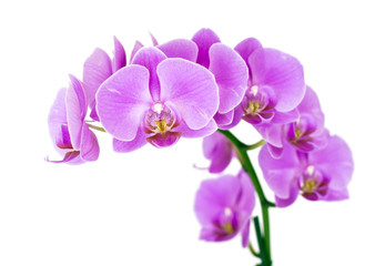 Plakat Beauty Orchid