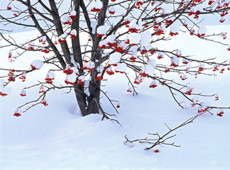 ナナカマドの積雪