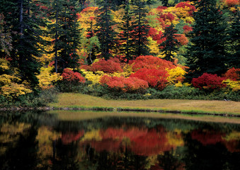 高原沼の紅葉