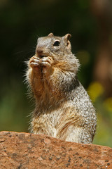 Naklejka na ściany i meble A squirrel eating on a rock