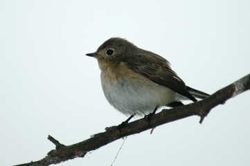 Red-breasted Flycatcher Ficedula parva