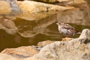 Small House Sparrow (Passer domesticus) rests on the side of the