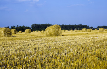 Naklejka premium agriculture