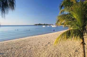 Palm tree and beach Mauritius Island