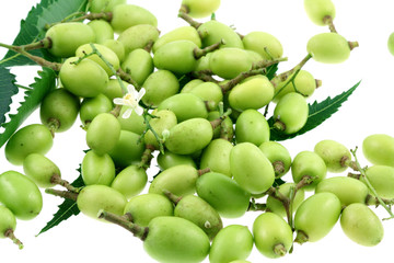 neem, margousier, feuilles, fruits, graines, fond blanc
