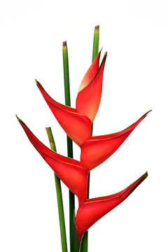Helikonia auf vor wei&szlig;em Hintergrund