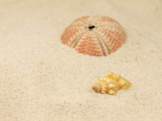 Sea shells on the beach