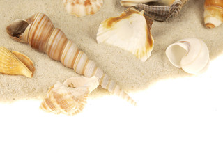 Sea shells in the sand