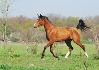 beautiful arabian horse running trot on pasture