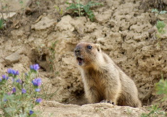 Naklejka na ściany i meble Young marmot sits near a hole