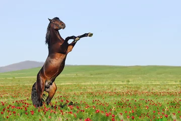 Photo sur Plexiglas Chevaux beutiful brown horse rearing on pasture